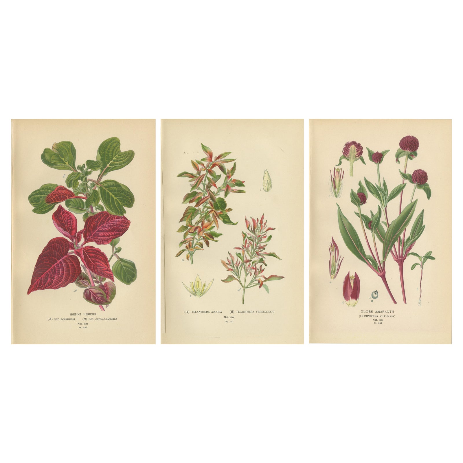 1897 Botanical Compilation, Bloodleaf, Joyweed, and Globe Amaranth