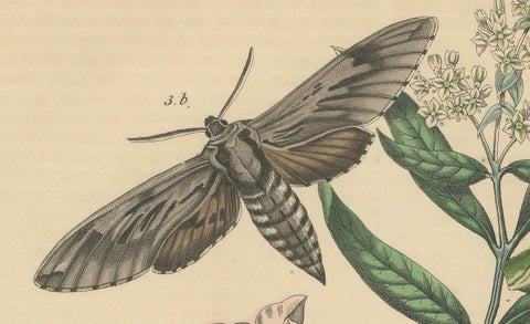 1863 Hand-Colored Lithograph of European Hawk Moths and Caterpillars, close-up 4