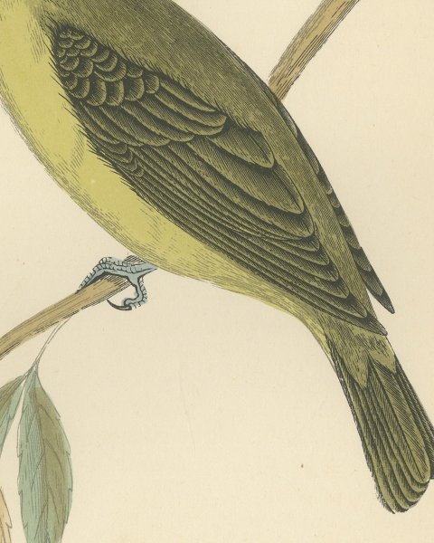 Melodious Willow Warbler Singing on a Twig, Antique Bird Print, Morris, 1896, close-up 2