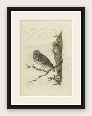 Little Owl, Hand-Colored Dutch Bird Print by Sepp & Nozeman, 1770, shown framed