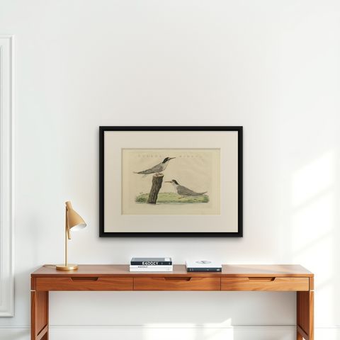 Antique Hand-Coloured Bird Print of the Little Tern by Sepp & Nozeman, 1829, shown framed on a wall
