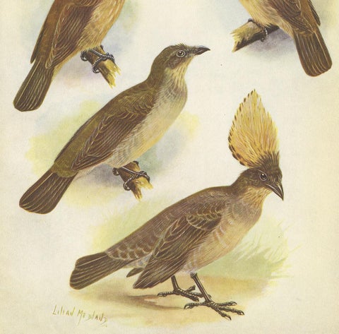 Antique Print of the Orange-Crested Gardener Bird & the Crested Gardener '1950', view 3