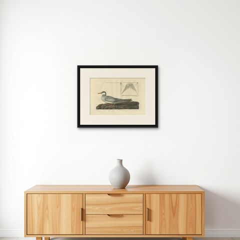 Male Common Tern (Visdiefje), Sepp & Nozeman Hand-Colored Bird Print, 1789, shown framed on a wall