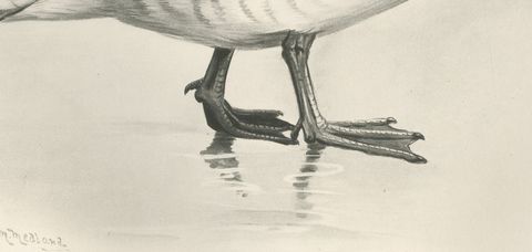 Barnacle Goose, Antique Bird Print after Lilian Medland, circa 1909, close-up 1