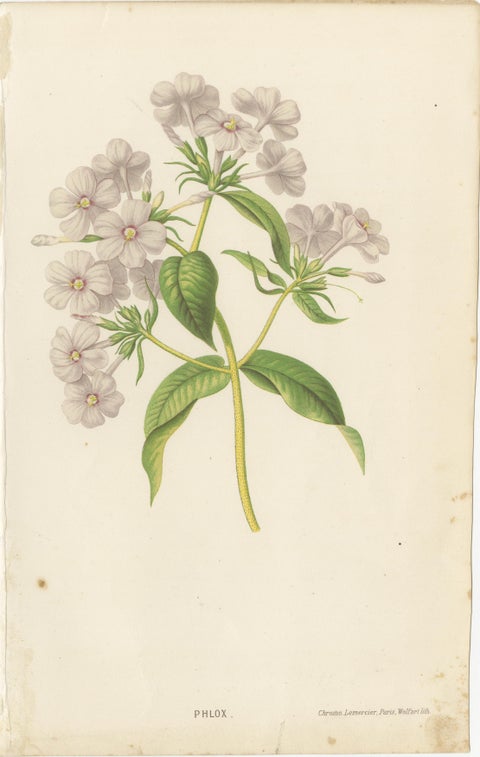 Pair Antique Botanical Lithographs, Sorbus Toringo & Phlox, 1856, view 3
