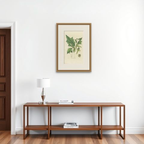 Antique Botany Print of Datura Stramonium by Curtis 'circa 1817', shown framed on a wall