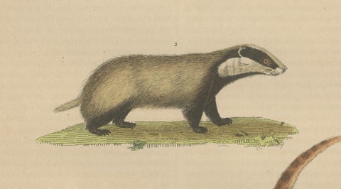 Carnivores of Field and Forest: Coati, European Badger and Striped Polecat, 1845, close-up 2