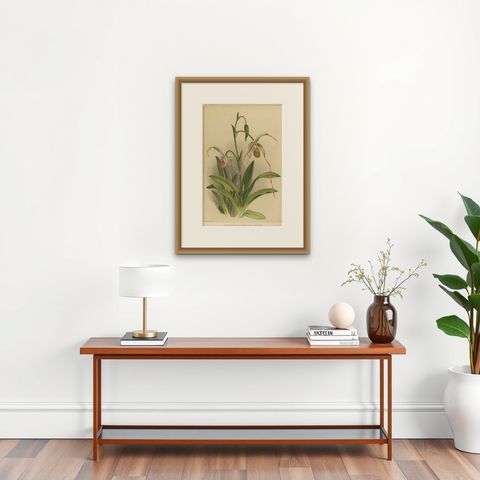 Antique Botanical Print, Exotic Orchid Selenipedium Hybridum Grande, c.1888, shown framed on a wall
