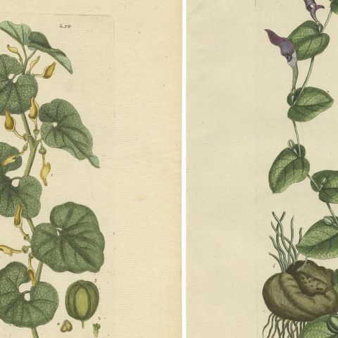 Set of 5 Antique Botany Prints - Aristolochia Species, close-up 1