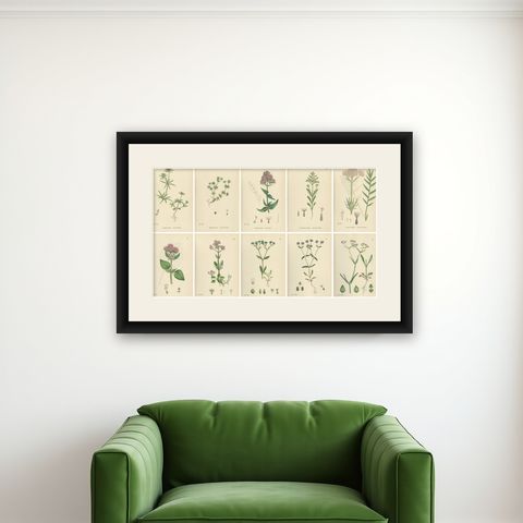 Set of 10 English Botanical Prints 1902, Valerian & Lamb’s-Lettuce, shown framed on a wall