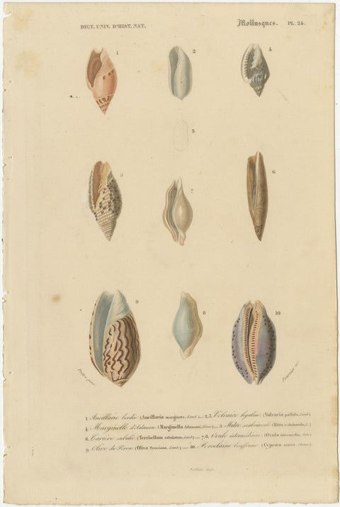 Aquatic Elegance: Molluscan Diversity Illustrated and Hand-Colored in 1849, view 2