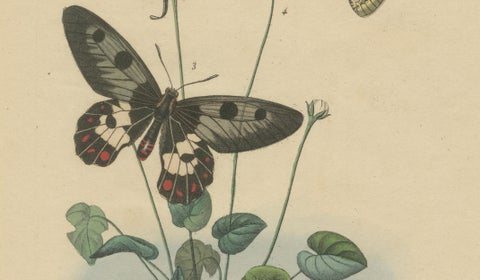 Pair of French Butterfly Engravings with Caterpillars by E. Guérin, 1835, close-up 2