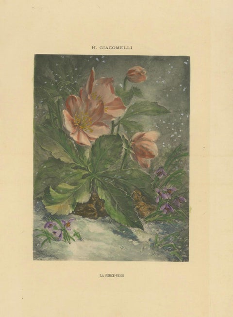 Snowdrops in Bloom - Giacomelli's Birds and Winter Flora, Circa 1891, close-up 6