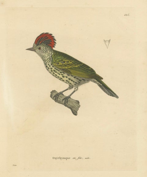 Engraving of a Crested Woodpecker, Exotic Ornithological Print, circa 1808, close-up 1