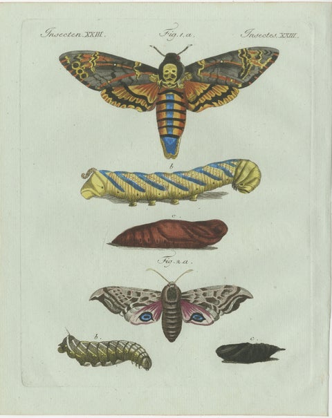 Set of Three Antique Butterfly and Moth Prints by Bertuch, c. 1800, view 4