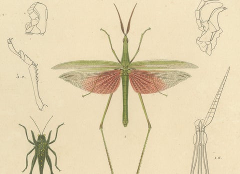 Antique Orthoptères Pair, Grasshoppers, Mantids & Earwigs, French c.1800, close-up 2