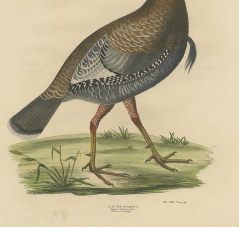 Gatt Meleagris Antique Lithograph Print of Wild Turkey, Circa 1824, view 4