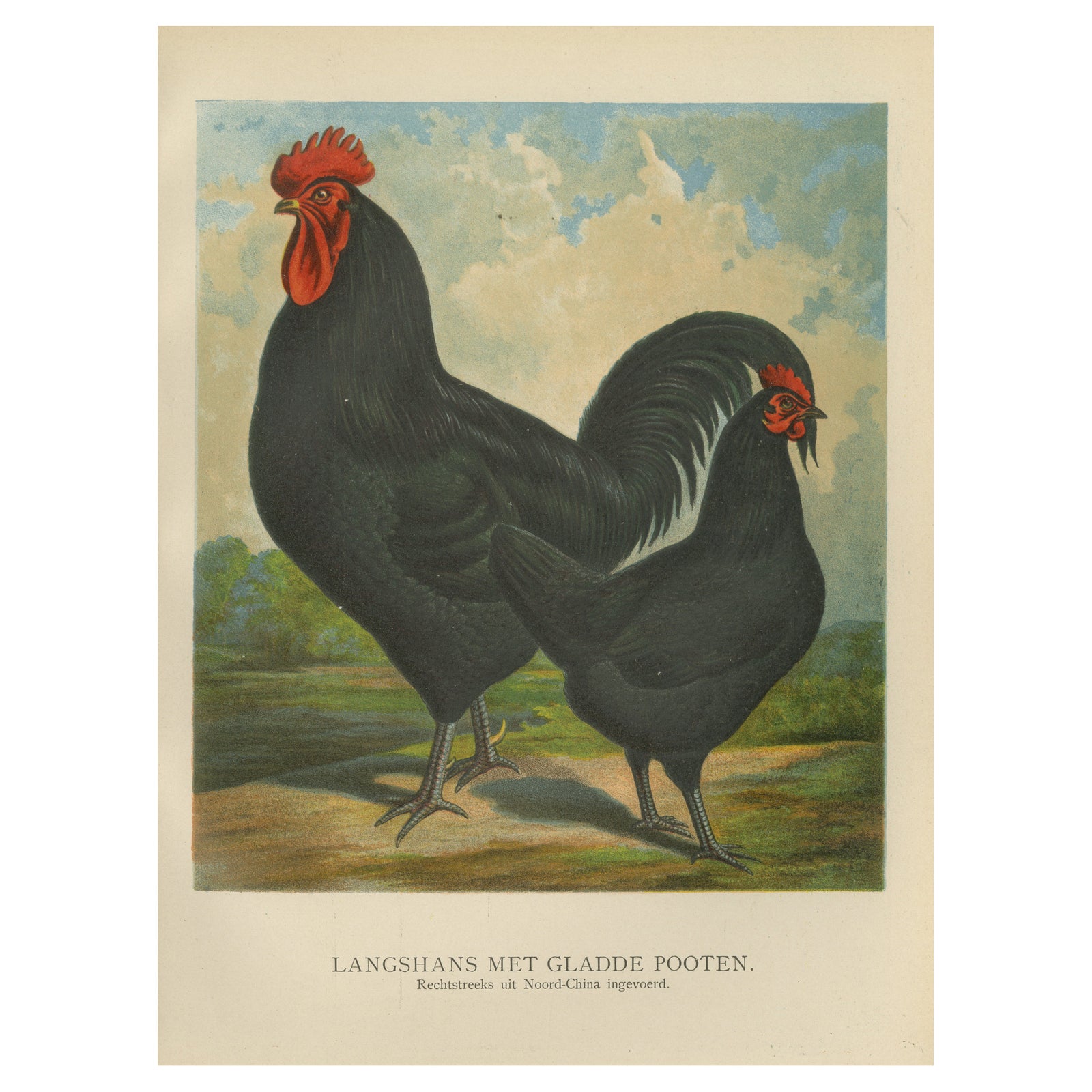The Elegant Langshan - A Rare 19th Century Poultry Lithograph