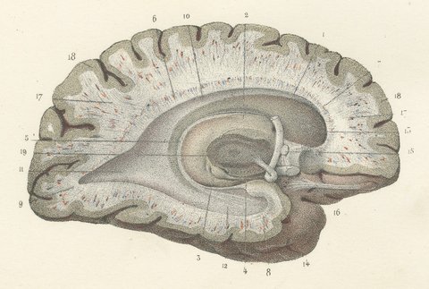 White Matter of the Cerebral Hemisphere, Antique Hirschfeld Anatomy Print, 1866, view 6