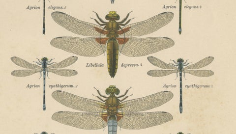 Set of Three Dragonfly Lithographs from Die Geradflügler Mitteleuropas, 1908, close-up 1