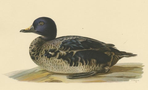 Solitary Serenity: A Juvenile Black Scoter Bird Print by Magnus von Wright, 1929, close-up 2