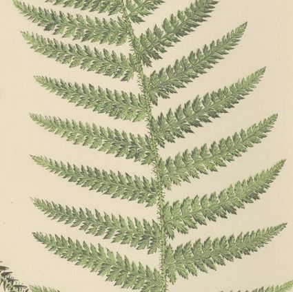 Antique Hand-Colored Fern Prints - Aspidium Species - 19th Century Botanical Art, close-up 2