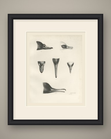 Six Studies of Duck and Sawbill Heads and Bills after Lilian Medland, c. 1909, shown framed