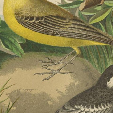 Antique Bird Print of the Kingfisher, Yellow-Wagtail, White Wagtail, circa 1880, close-up 2