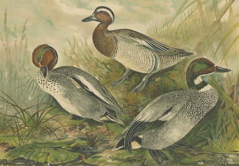 Ducks in Breeding Plumage, Antique 19th Century Chromolithograph Print, close-up 5