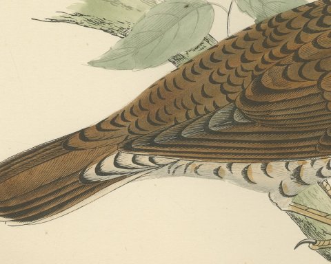 White's Thrush with Scalloped Plumage, Hand Colored Print, Morris, 1896, close-up 2