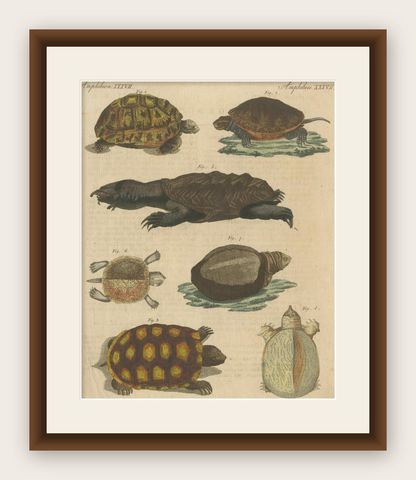 Antique Handcolored Engraving of Turtles and Tortoises, c.1800, shown framed
