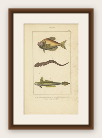 Antique Print of the Goby and Other Fish Species, 1844, shown framed