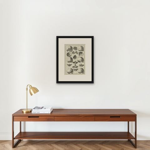 Antique Anatomy Print of the Head, Also Includes the Head of a Monkey, 1798, shown framed on a wall