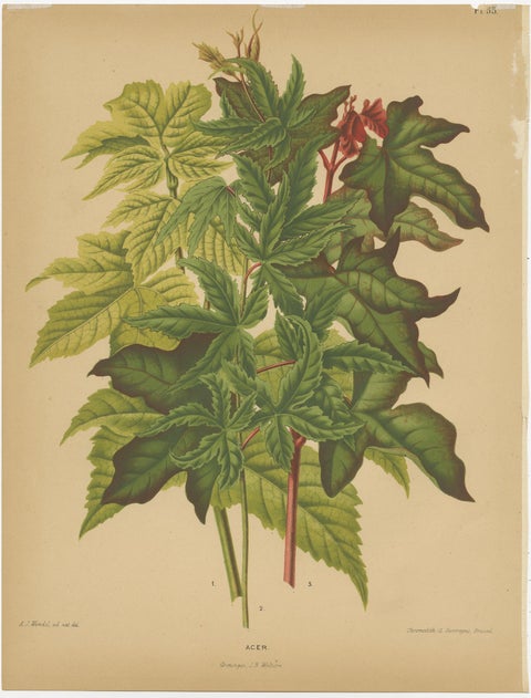 Antique Flower Print of the Acer Palmatum, 1879, view 3