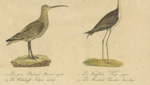 Shorebirds, Jacana & Water Rail Pair, Brodtmann Hand-Colored Lithographs, 1816, close-up 6