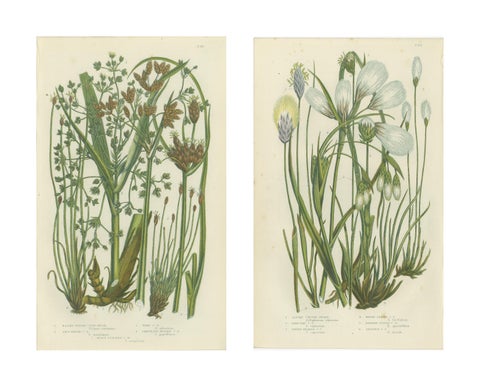Common Wall Spleenwort Ferns, Victorian Botanical Prints, 1873 Pair, view 4