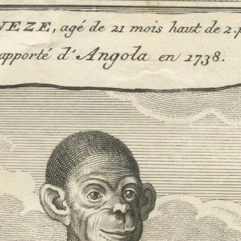 The Chimpanzee from Angola: Enlightenment Era Natural History Engraving, 1738, close-up 6