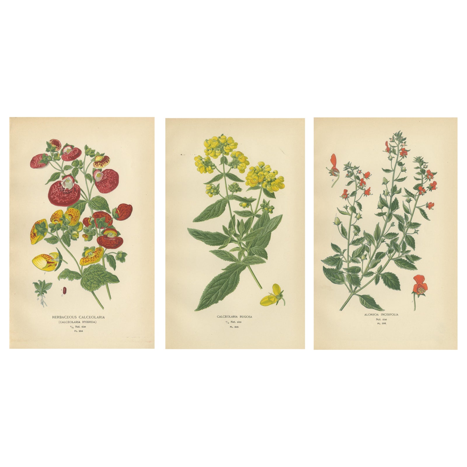 1897 Decorative Botanical Prints, Calceolaria Hybrida, Rugosa, and Alonsoa