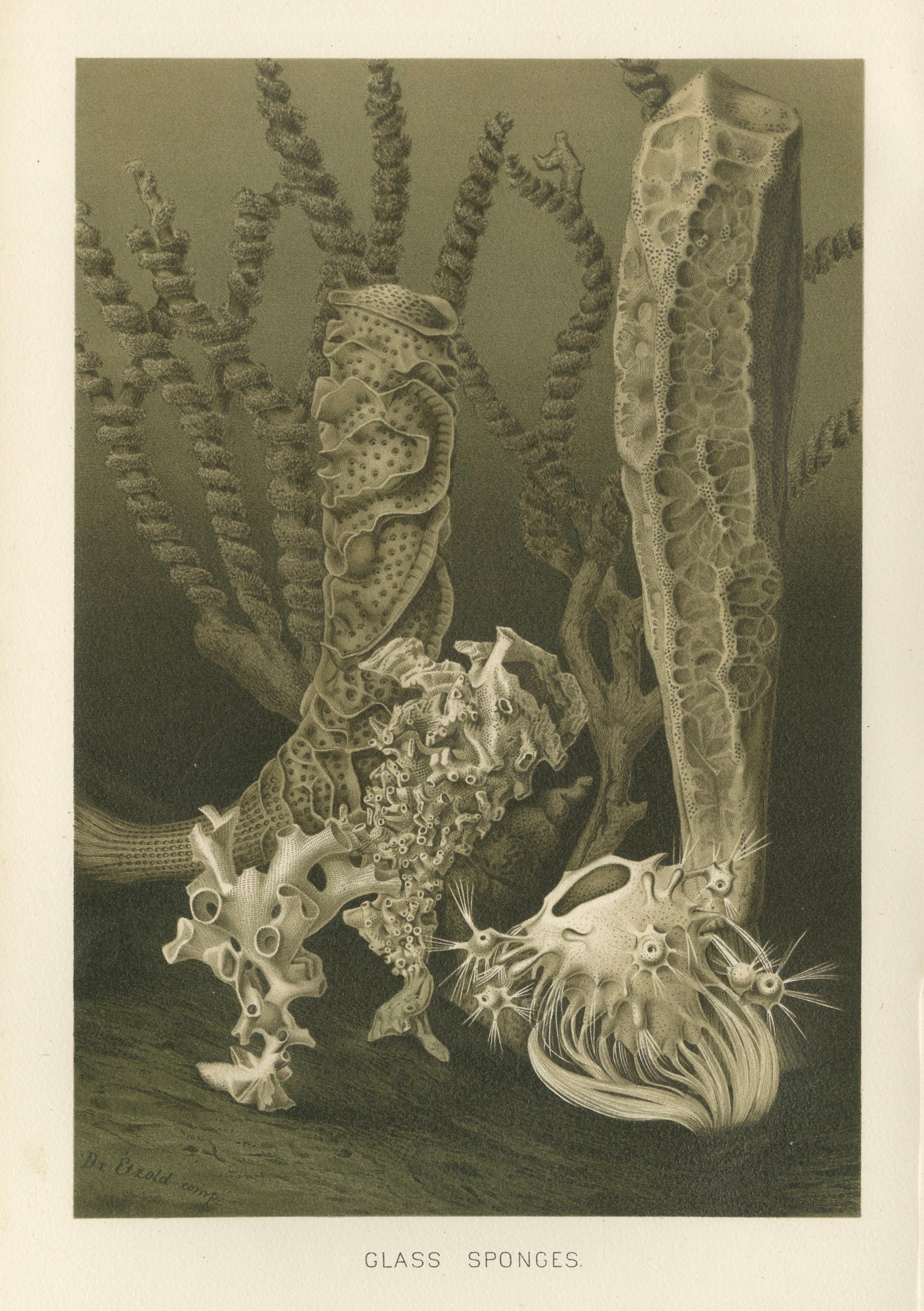 Glass Sponges, Deep-Sea Marine Life, Royal Natural History, 1896
