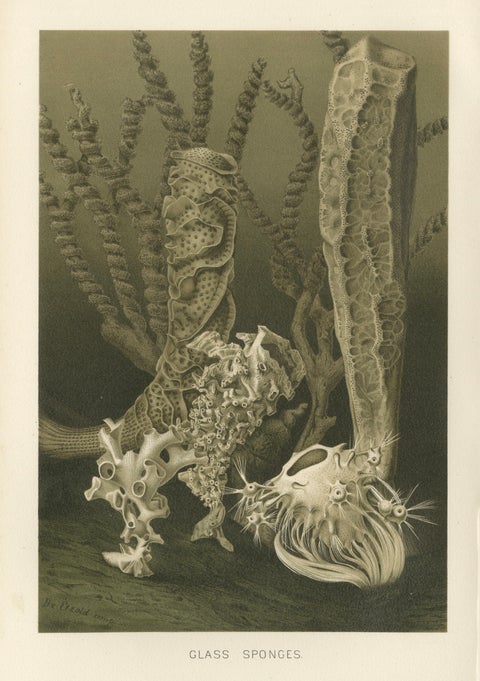 Glass Sponges, Deep-Sea Marine Life, Royal Natural History, 1896