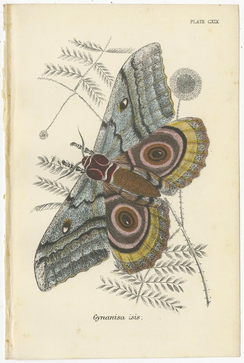 Set of 5 Antique Prints of Various Moths by Lloyd, circa 1897, view 6