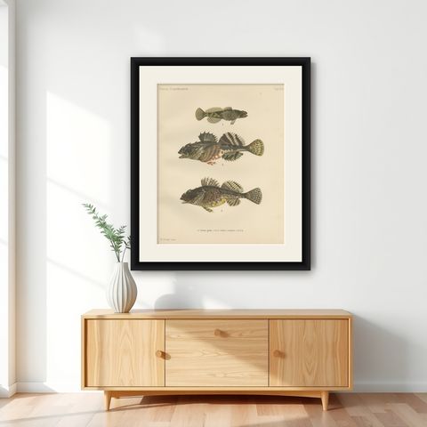 Freshwater Bullhead and Short-Spined Sea Scorpion - Striking Fish Litho, 1895, shown framed on a wall