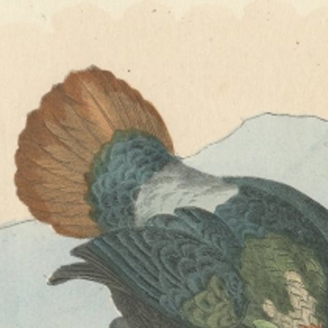 Rare Bird Print of the Himalayan Monal, Impeyan monal or Impeyan Pheasant, 1865, close-up 1