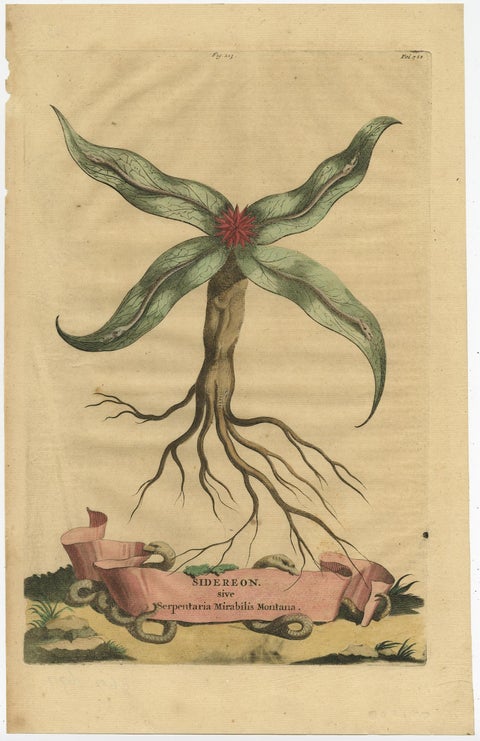 Botanical Engraving of Arrowhead from Munting’s 1696 Herbal Collection, view 3