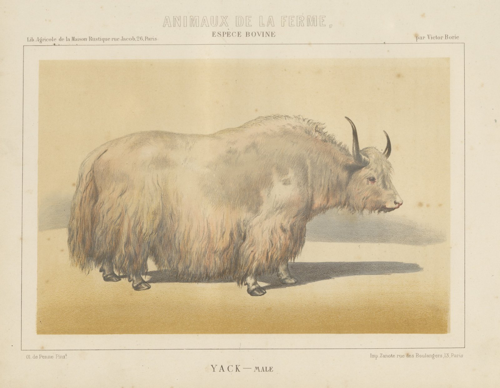 Male Yak, Antique Chromolithograph from Borie's Animaux de la Ferme, 1863
