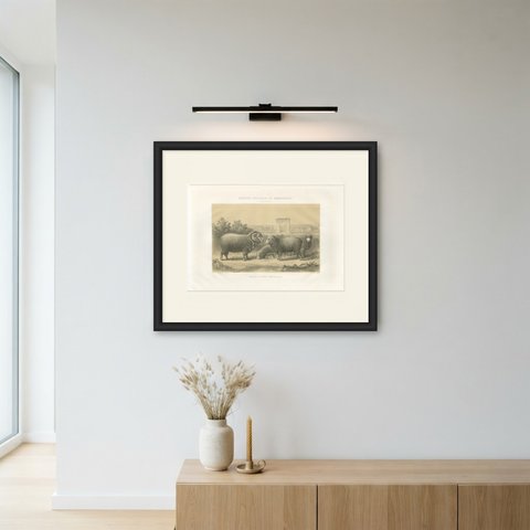 Rambouillet Merino Rams and Ewes of 1873, Antique Sheep Print, shown framed on a wall