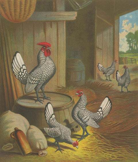 The Silver-Laced Bantam - A Rare 19th Century Poultry Lithograph, close-up 4