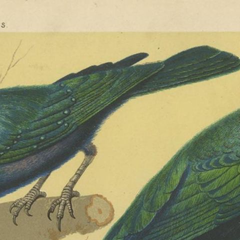 Antique Bird Print of the Emerald Starling, Chestnut-Tailed Starling and Others, close-up 1