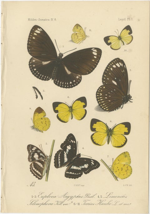 Antique Butterfly Prints (Set of 2), Sumatra Lepidoptera c.1887, view 2