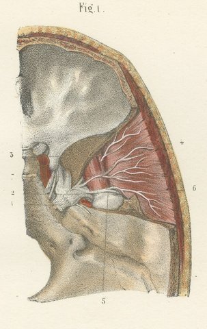 Nerves of the Jaw and Infratemporal Region, Hirschfeld Anatomy Print, 1866, view 3